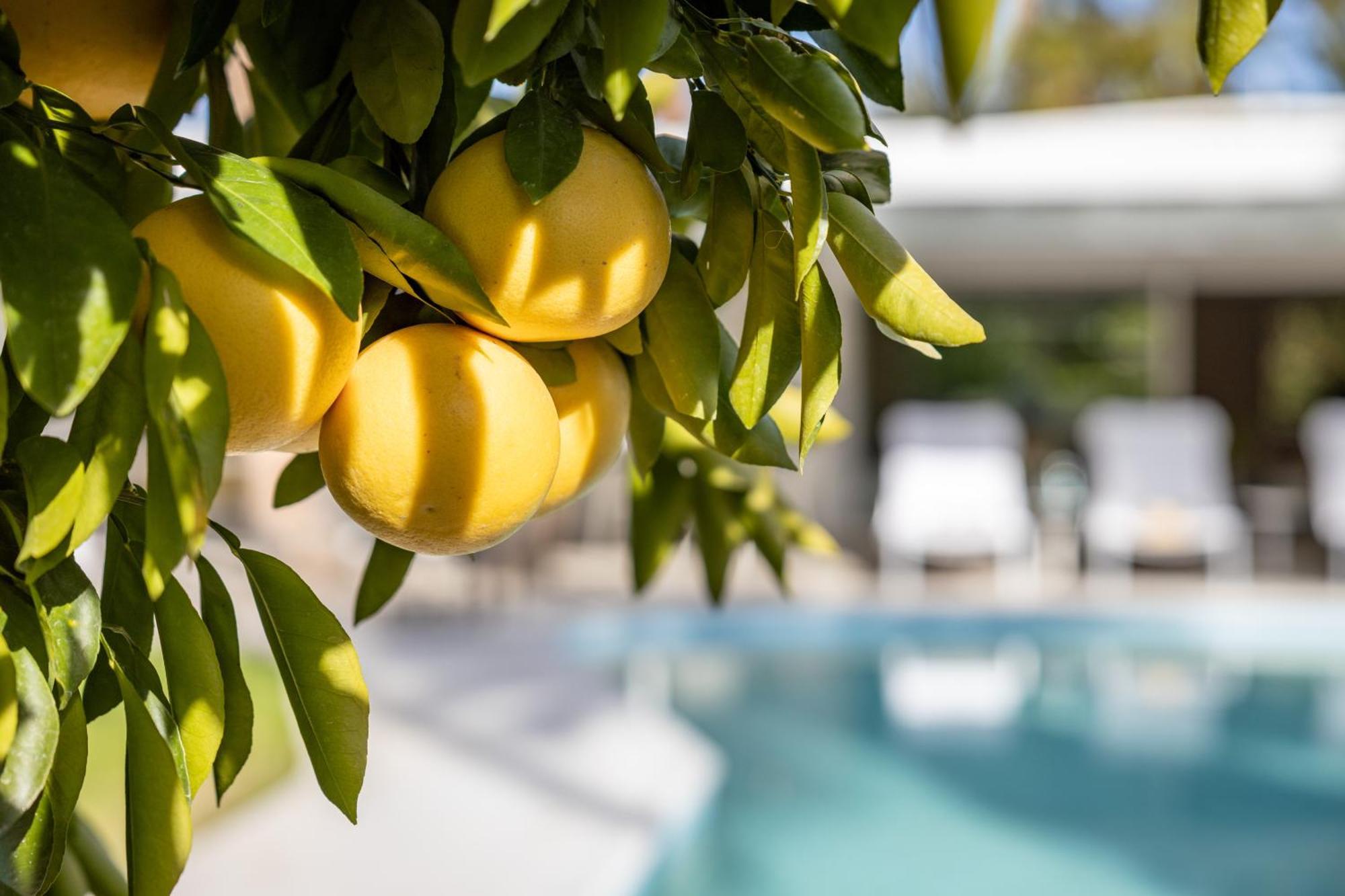 Villa Casa Cactus By Acme House Company Palm Springs Exterior foto
